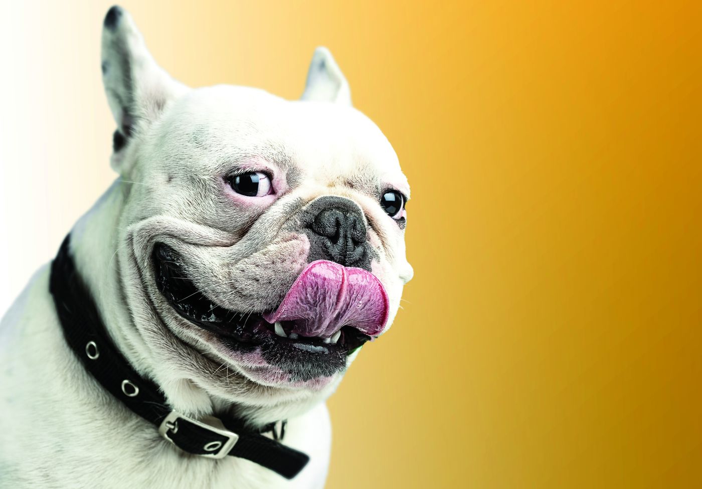 Pachas, un bulldog francés blanco con collar negro, sonriendo con la lengua de fuera